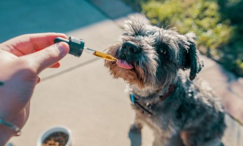 Why must you buy CBD oil for dogs from reputed companies?