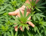 Cannabis Consultation Australia