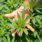 Cannabis Consultation Australia