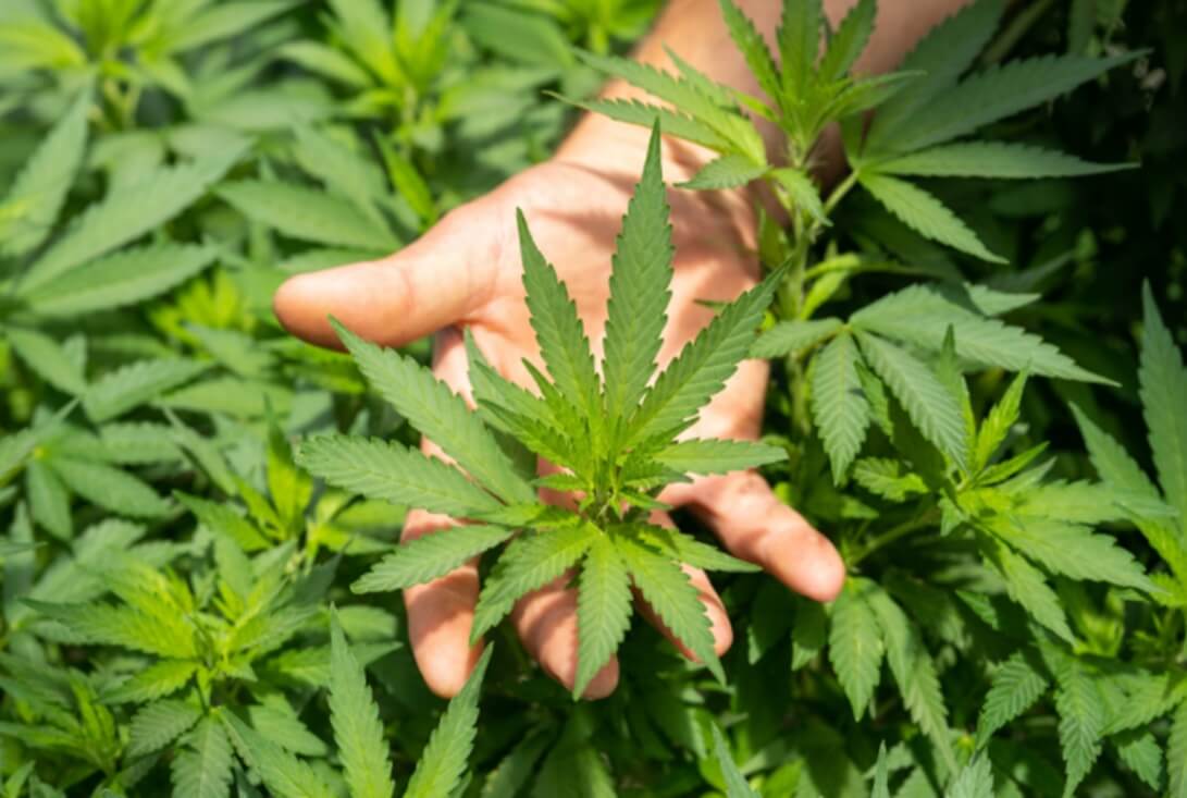 Cannabis Consultation Australia