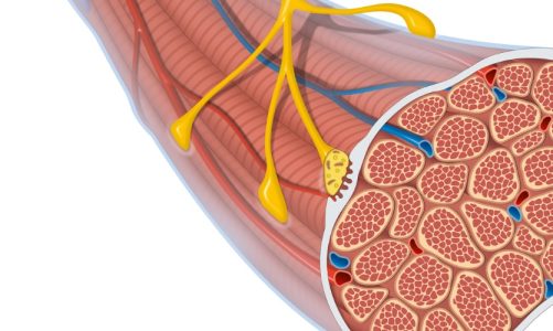 The Basics of Targeted Muscle Reinnervation Surgery