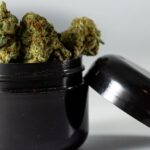 cannabis